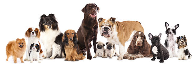 healthy dog food canberra