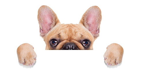 home delivered dog food