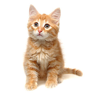 raw cat food canberra